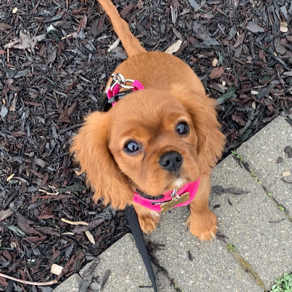 Happy Cavalier King Charles Spaniel Purebred Pup