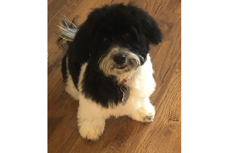 Havanese Pup Being Cute