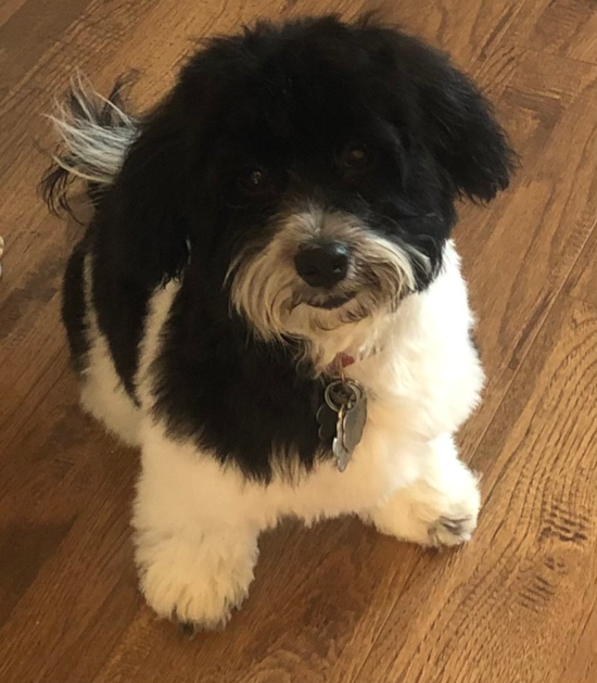 San Antonio Havanese Pup