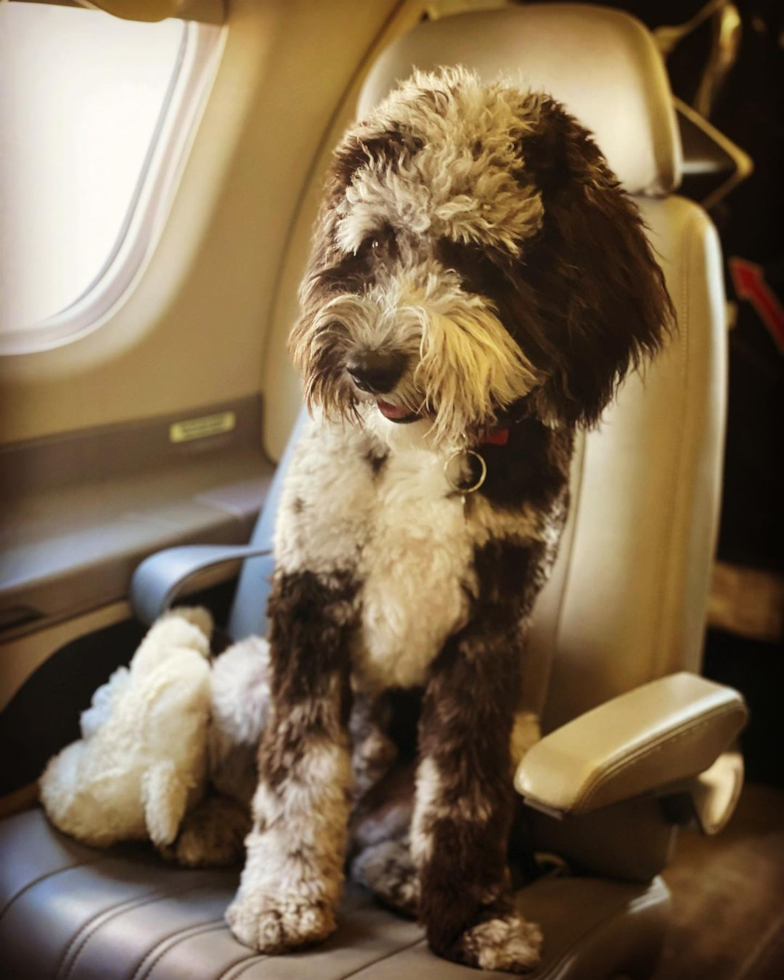 Sweet Mini Sheepadoodle Pup