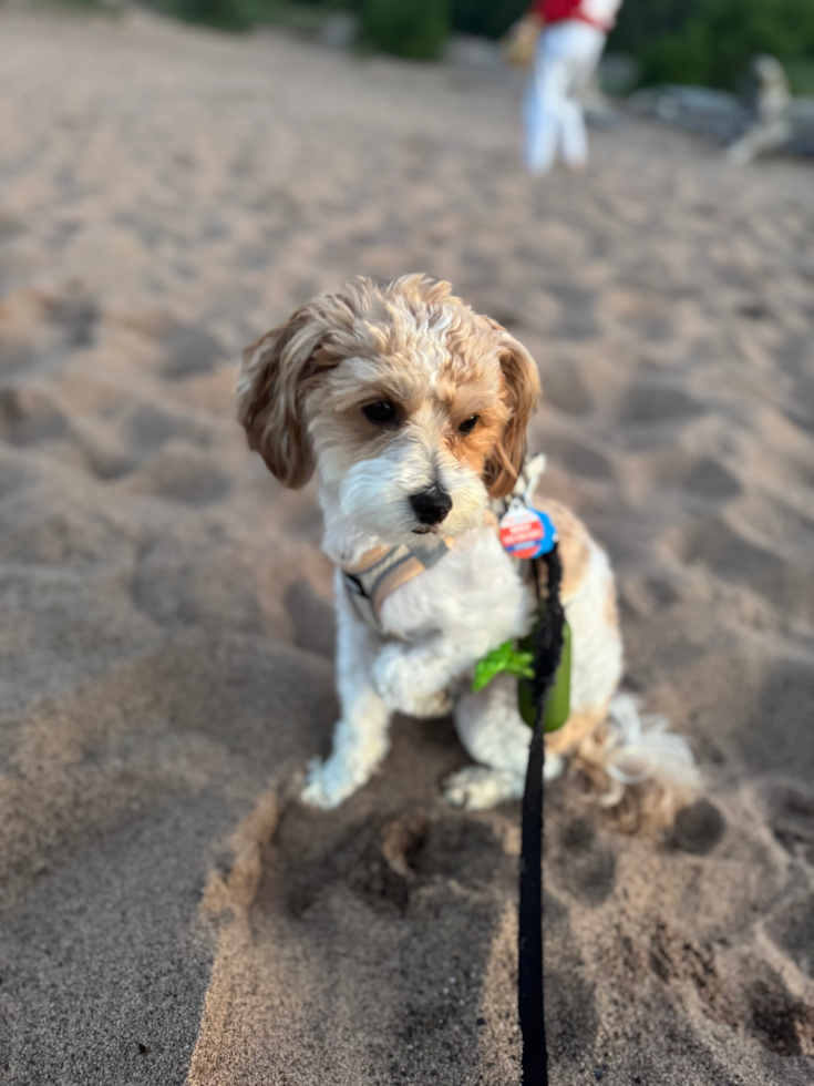 Maltipoo Pup