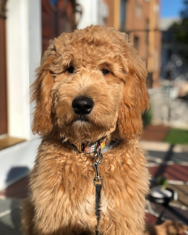 Energetic Golden Retriever Poodle Mix Pup