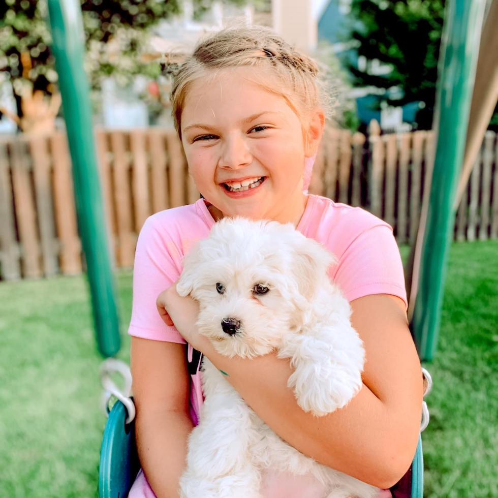 Happy Poochon Pup