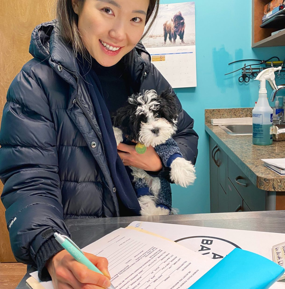 Friendly Havanese Purebred Pup