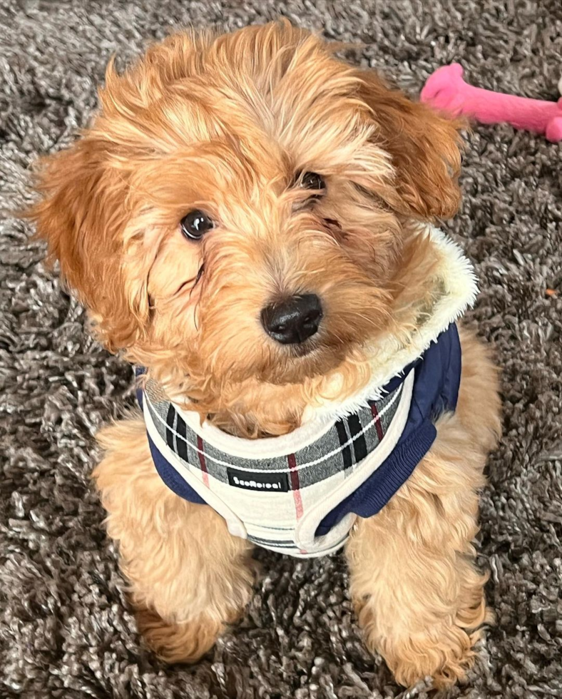 Funny Mini Goldendoodle Poodle Mix Pup