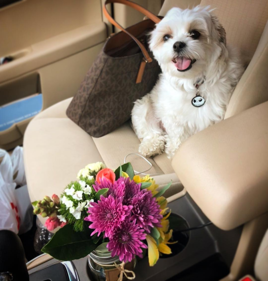 Maltipoo Being Cute