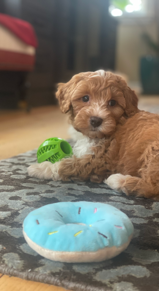 Mini Aussiedoodle Being Cute