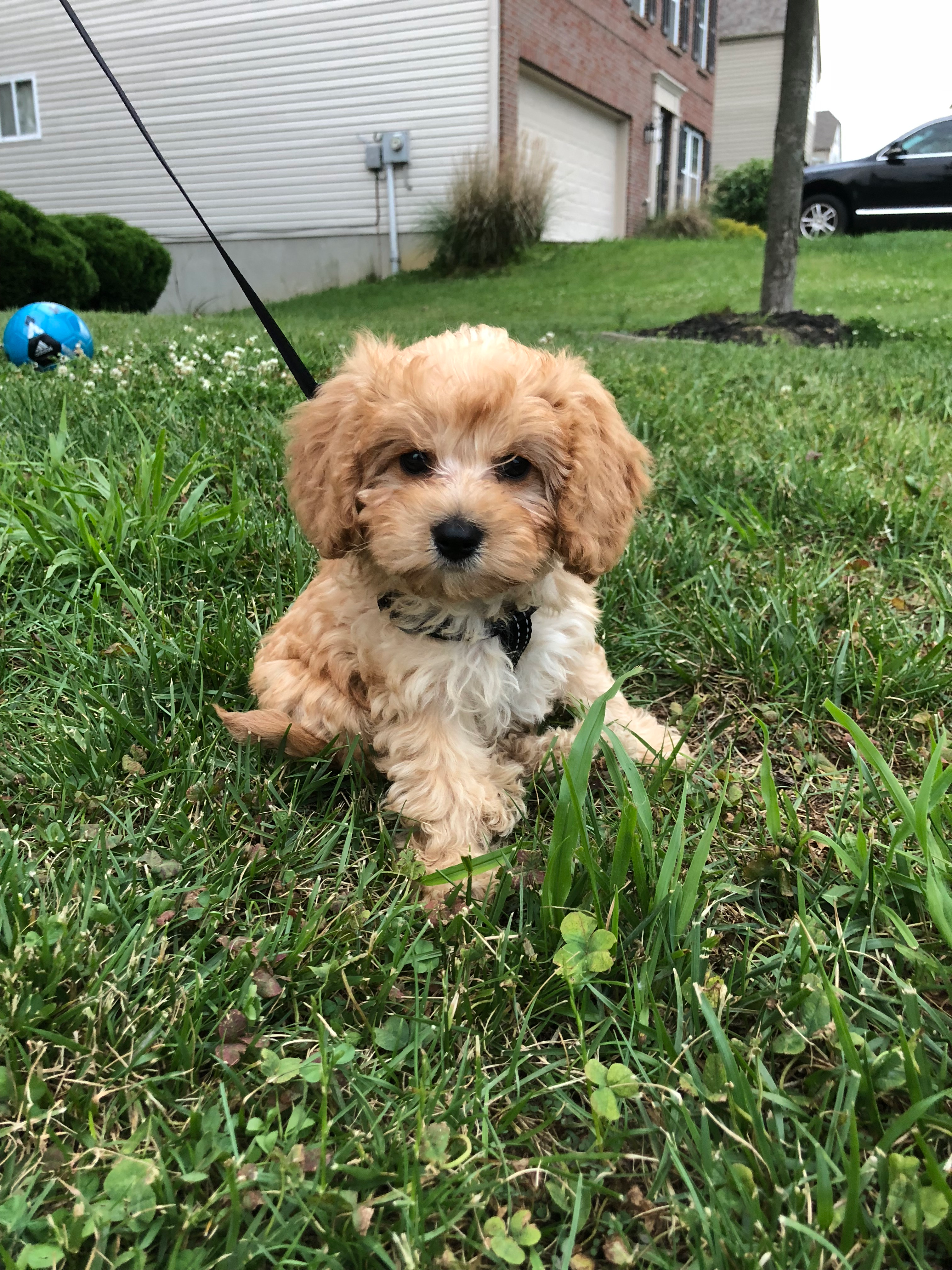Cute Cavapoo Baby