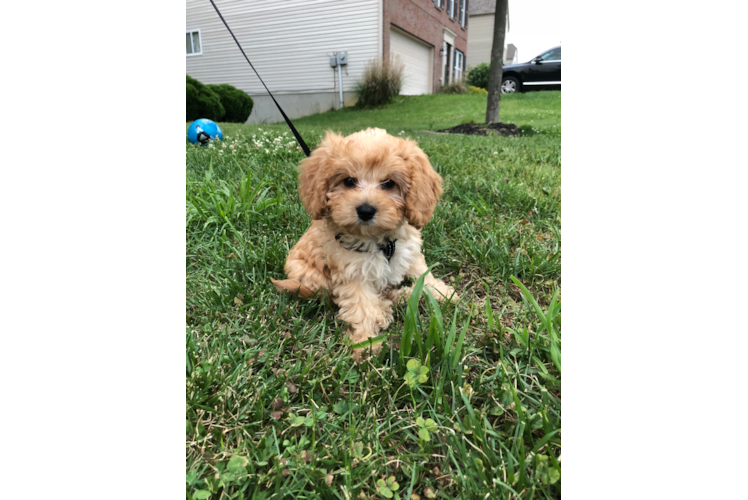 Cute Cavapoo Baby