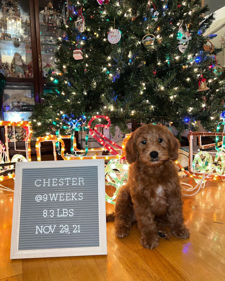 Adorable Golden Retriever Poodle Mix Pup