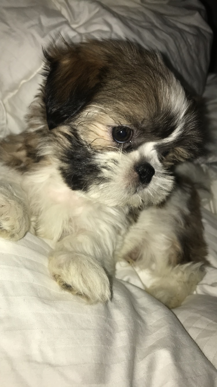 Best Teddy Bear Baby