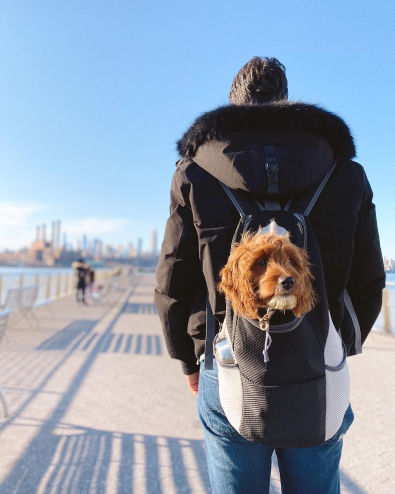 Friendly Cavapoo Pup