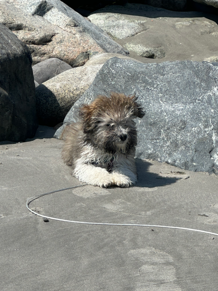 Smart Havanese Pup in