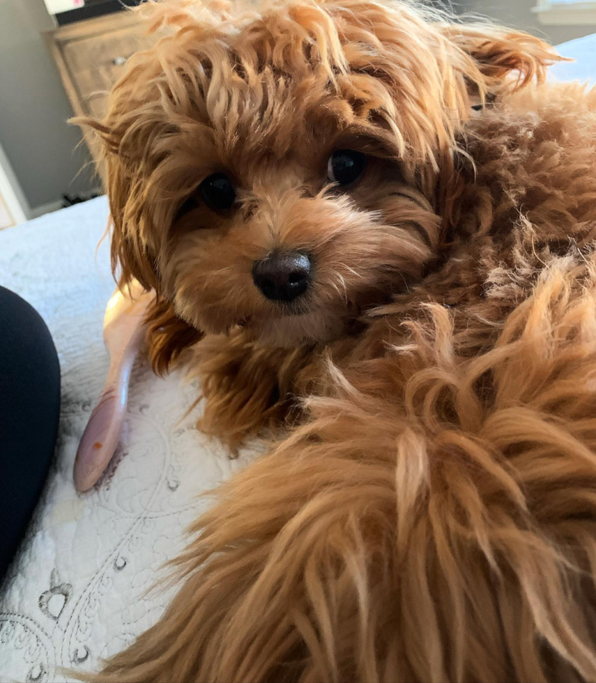 Adorable Cavoodle Poodle Mix Pup