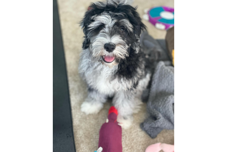 Funny Mini Portidoodle Poodle Mix Pup