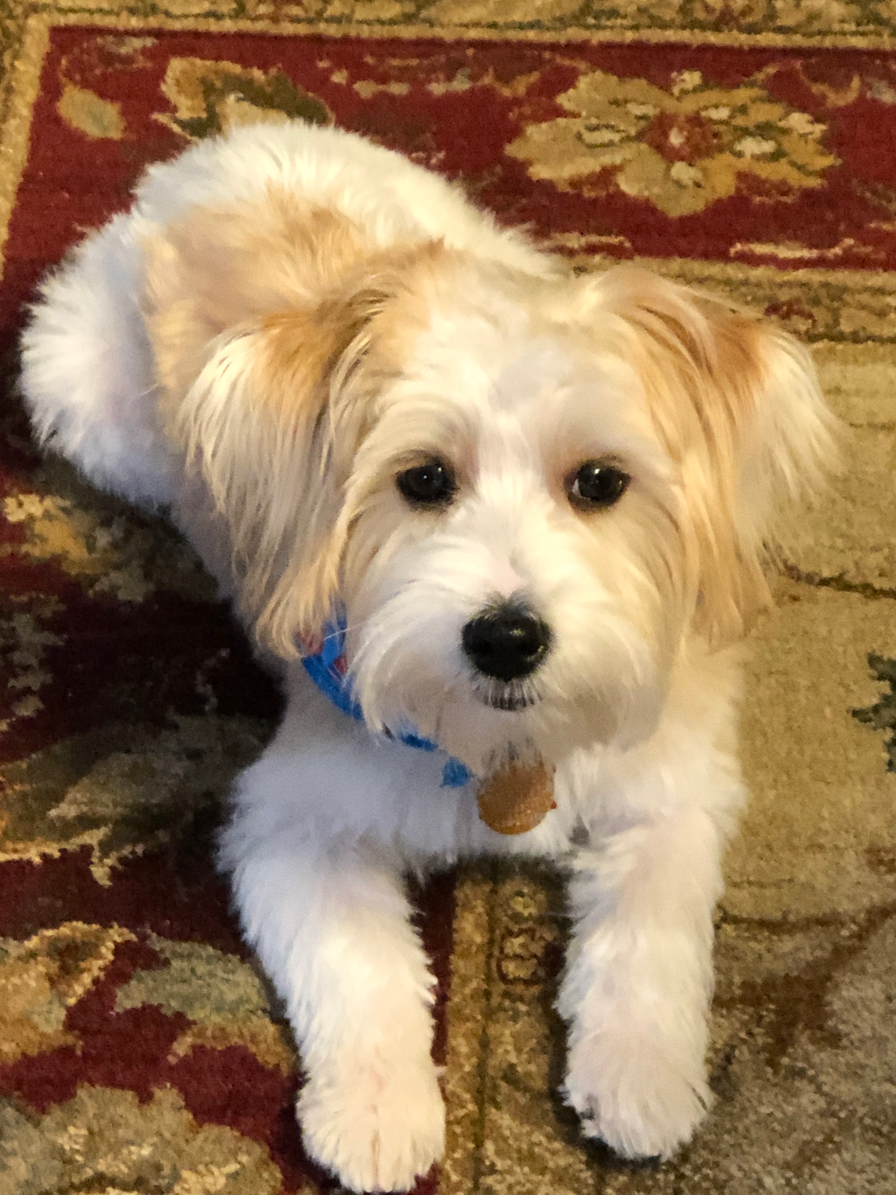 Sweet Morkie Baby
