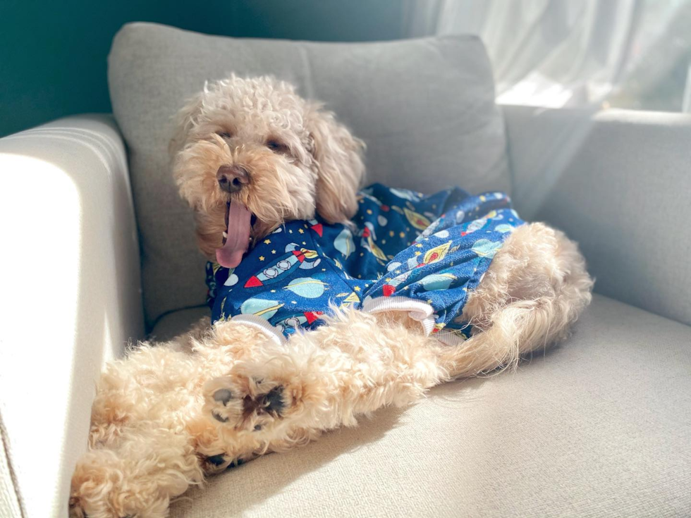 Hypoallergenic Golden Retriever Poodle Mix Pup