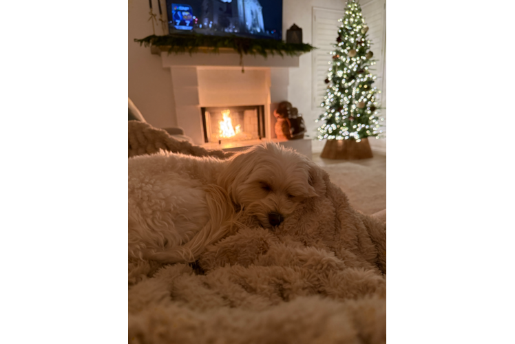 Friendly Maltipoo Baby