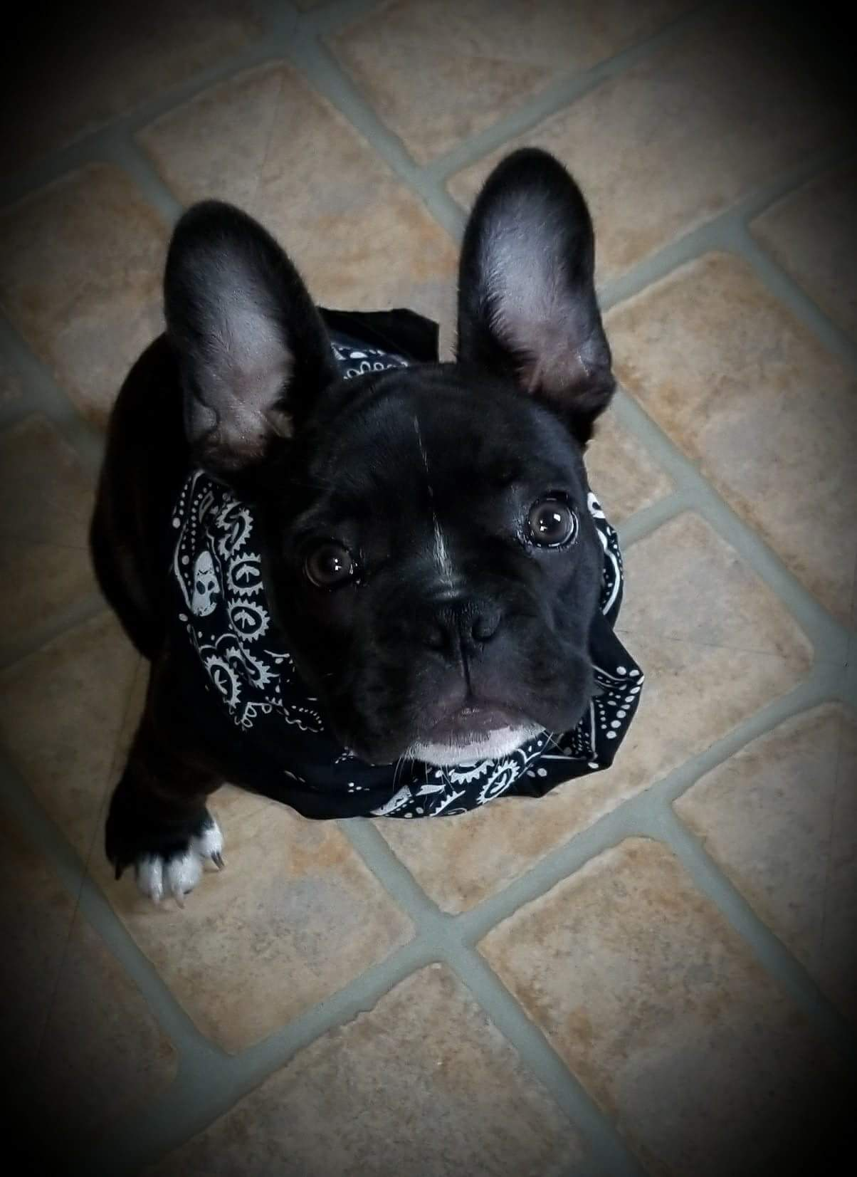 Cute Frenchie Purebred Puppy