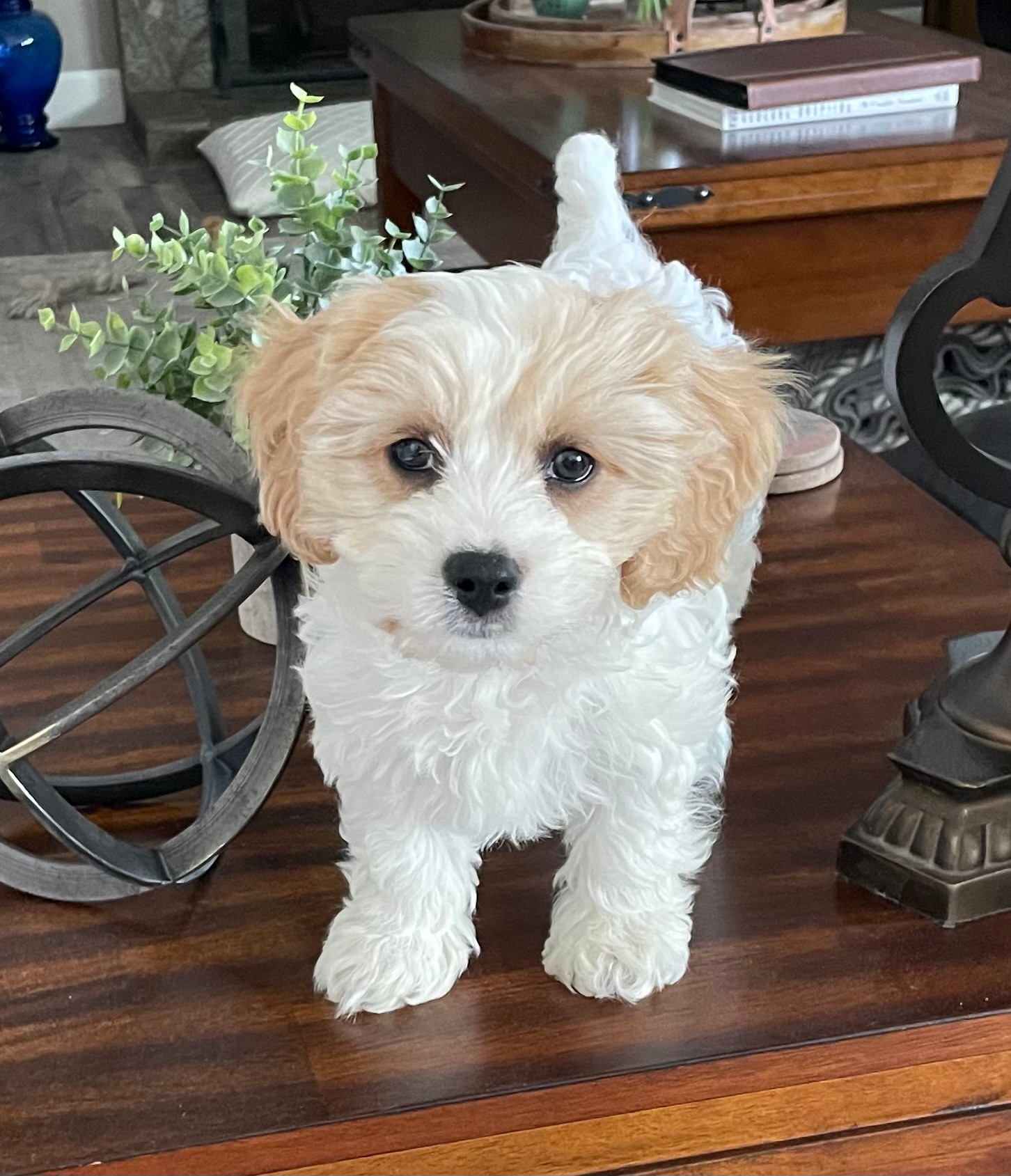 Cavachon Pup Being Cute