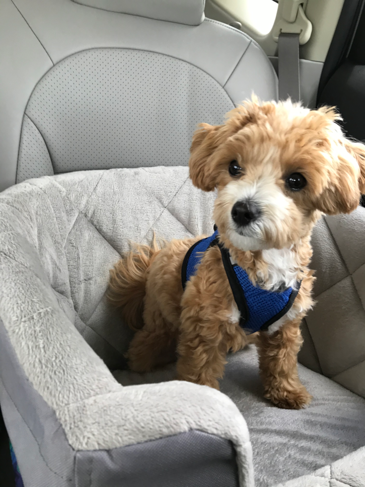 Cute Maltipoo Pup