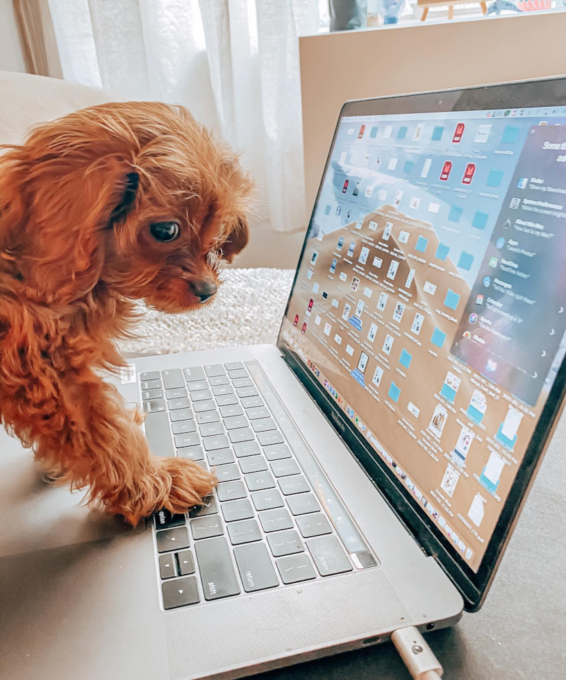 Cavapoo Being Cute