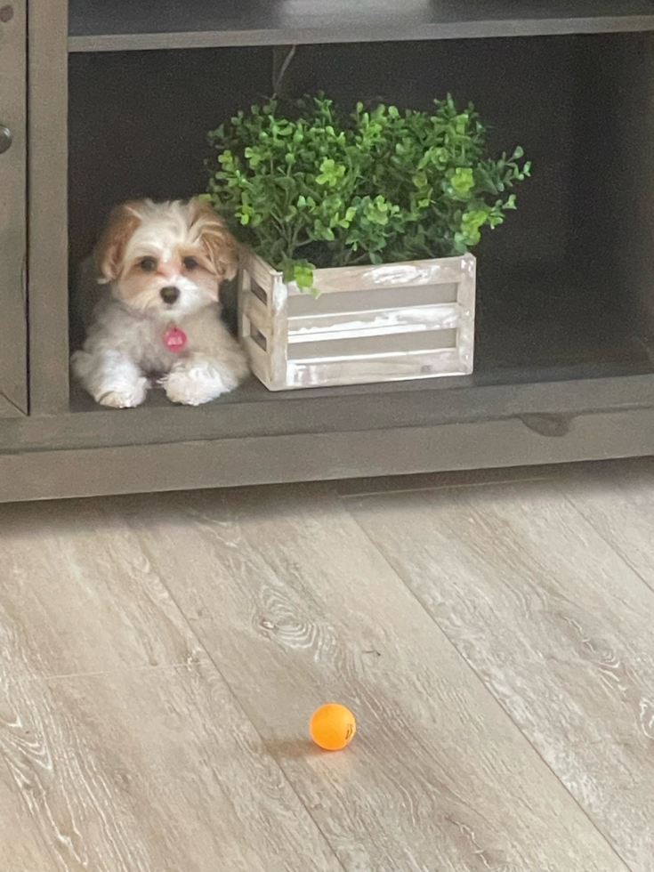 Maltipoo Being Cute