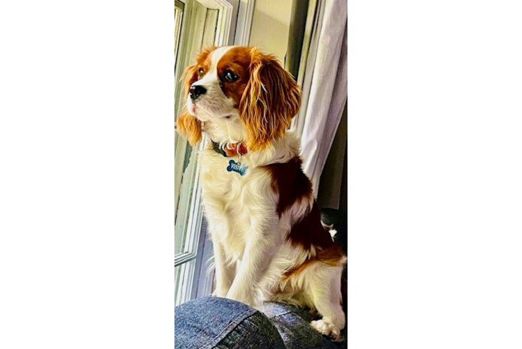 Smart Cavalier King Charles Spaniel Purebred Puppy