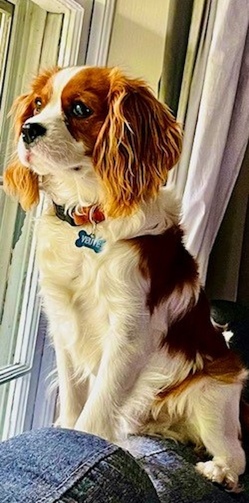 Playful Cavalier King Charles Spaniel Pup