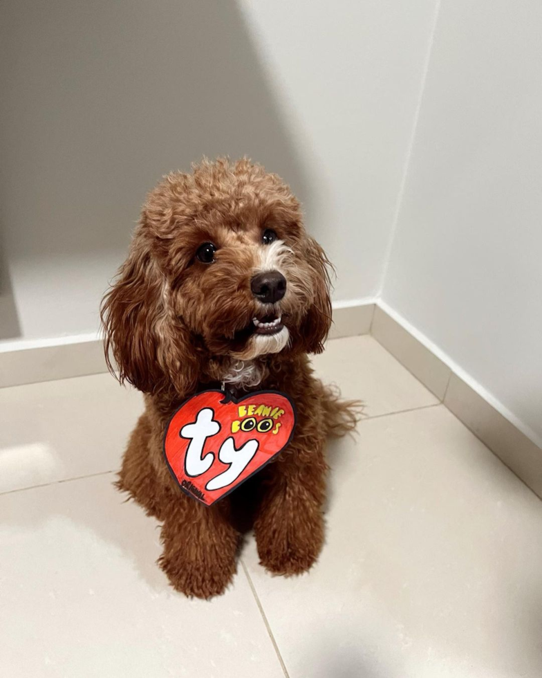 Smart Cavapoo Poodle Mix Pup