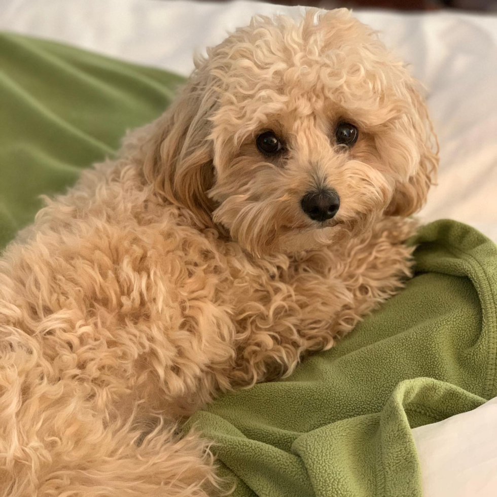 Cavapoo Being Cute