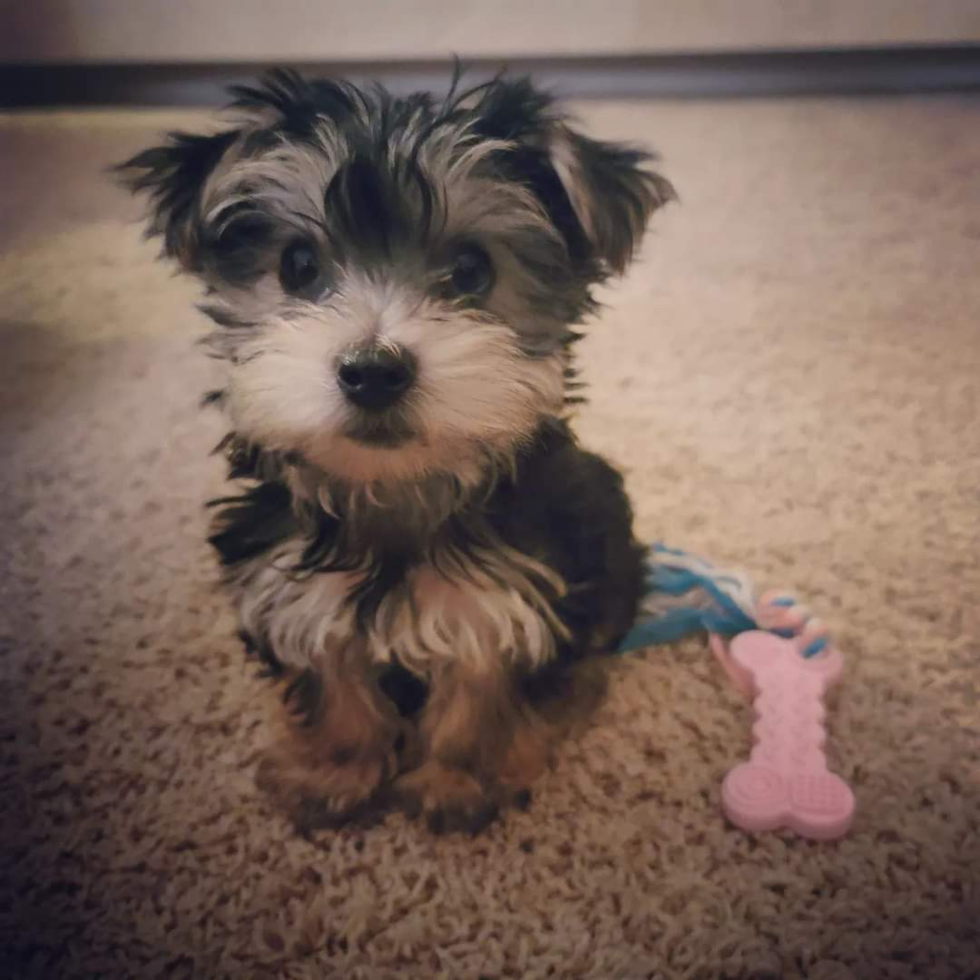 Morkie Being Cute