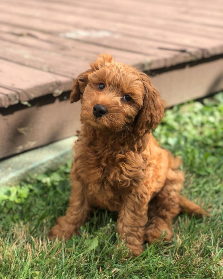 Petite Mini Goldendoodle Poodle Mix Pup