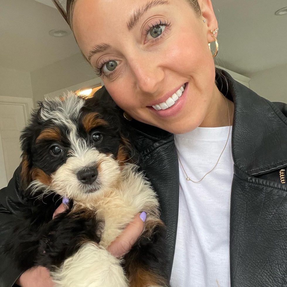 Adorable Mini Berniedoodle Poodle Mix Pup