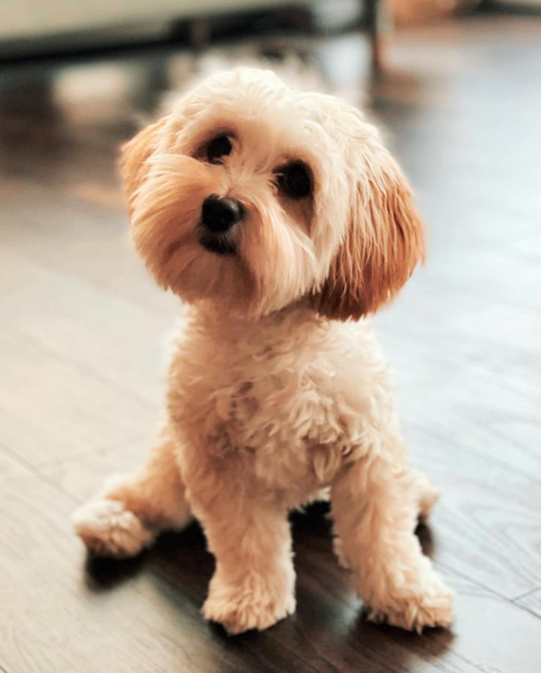 Petite Poochon Poodle Mix Pup