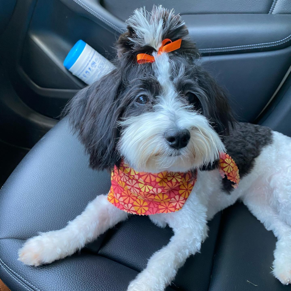 Cincinnati Havanese Pup