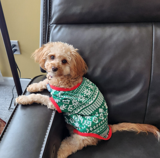 Cavapoo