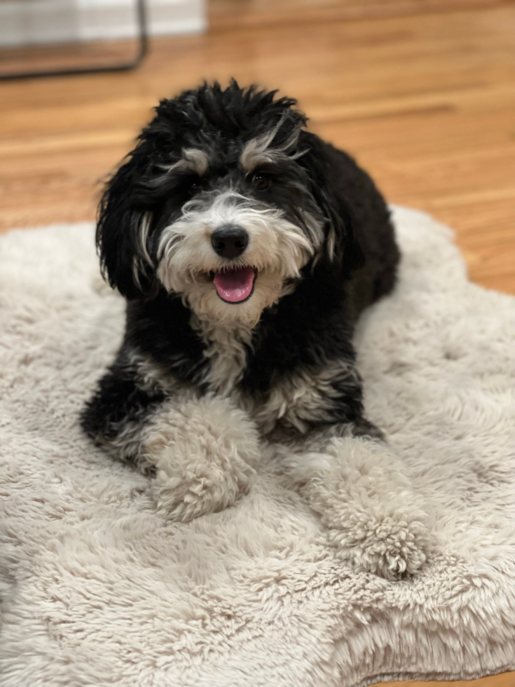 Cute Mini Bernedoodle Pup in