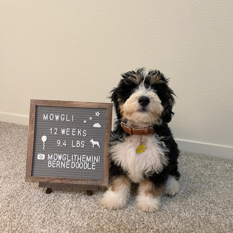 El Cerrito Mini Bernedoodle Pup