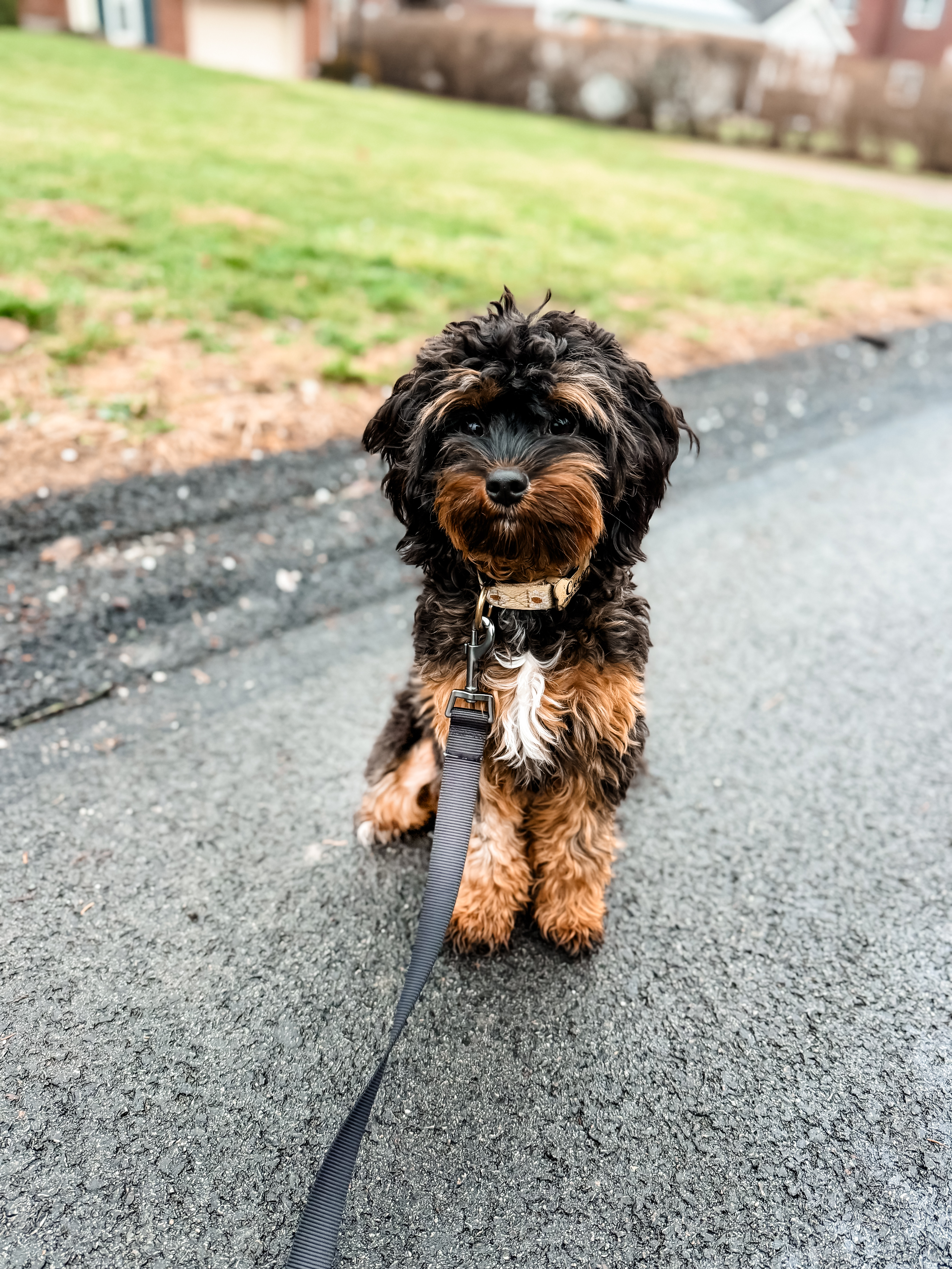 Best Cavapoo Baby