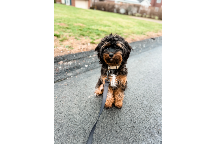 Best Cavapoo Baby