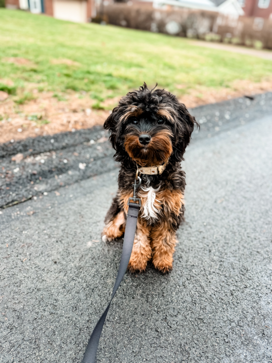Fluffy Cavapoo Poodle Mix Pup