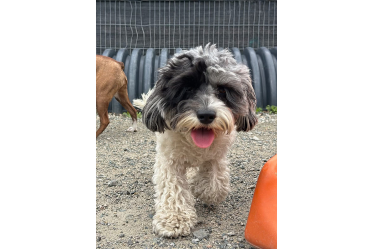 Fluffy Cavapoo Poodle Mix Pup