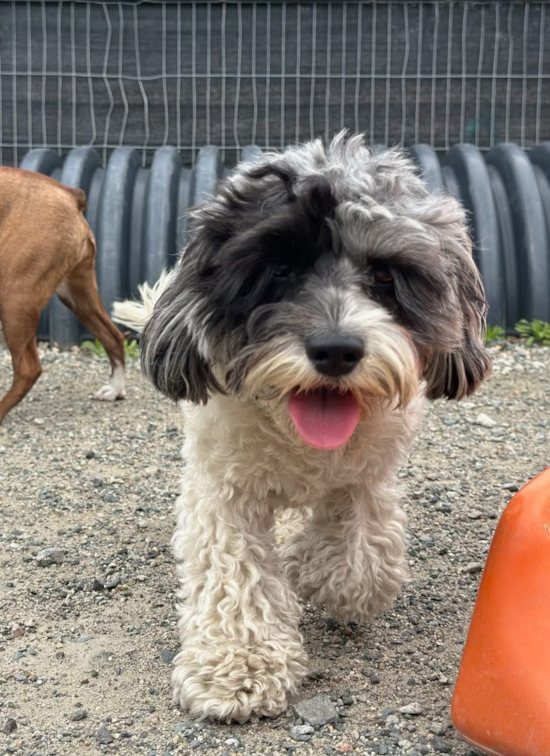 Hypoallergenic Cavadoodle Poodle Mix Pup