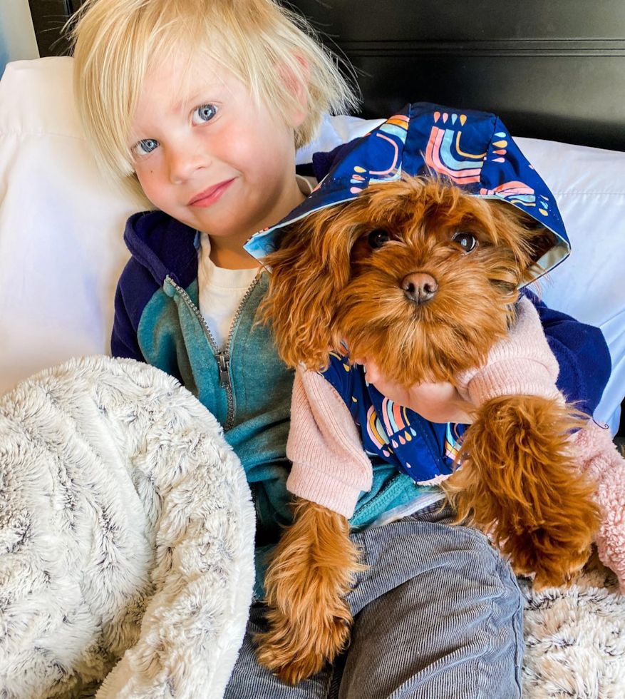 Hypoallergenic Cavoodle Poodle Mix Pup