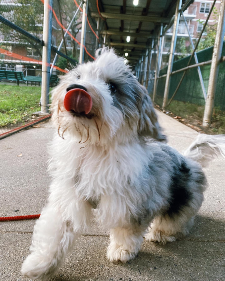 Cute Aussiechon Pup