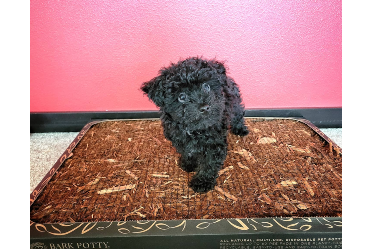 Hypoallergenic Maltese Poodle Poodle Mix Puppy