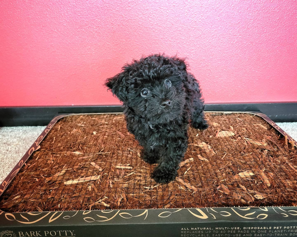 Cute Maltipoo Pup in Milwaukie OR