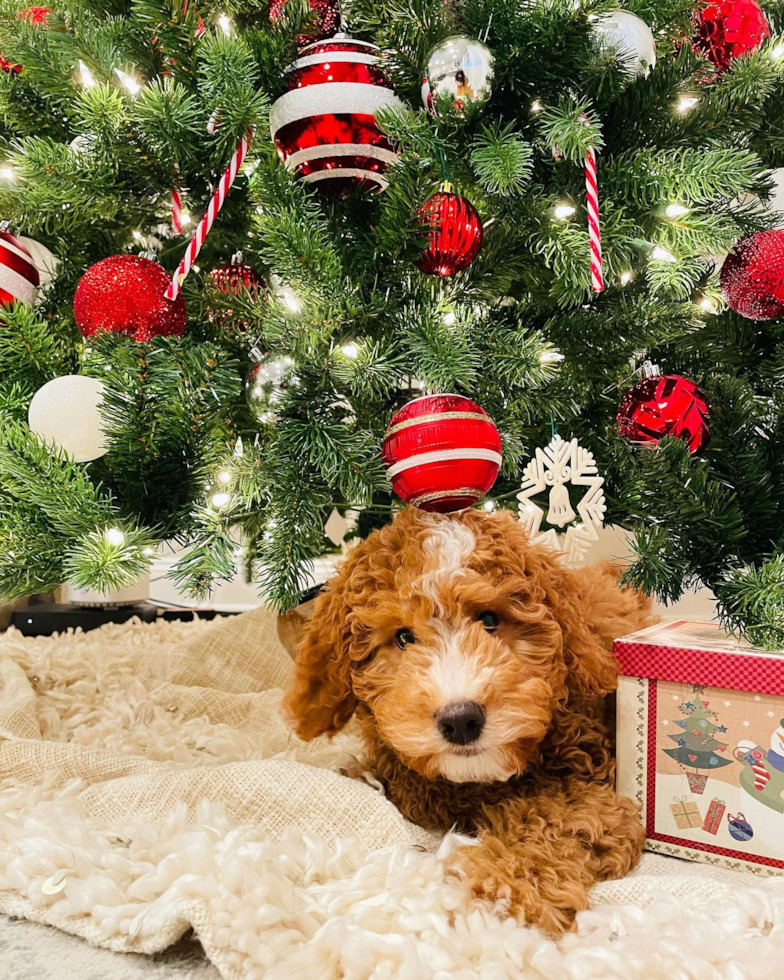 Franklin Lakes Mini Goldendoodle Pup