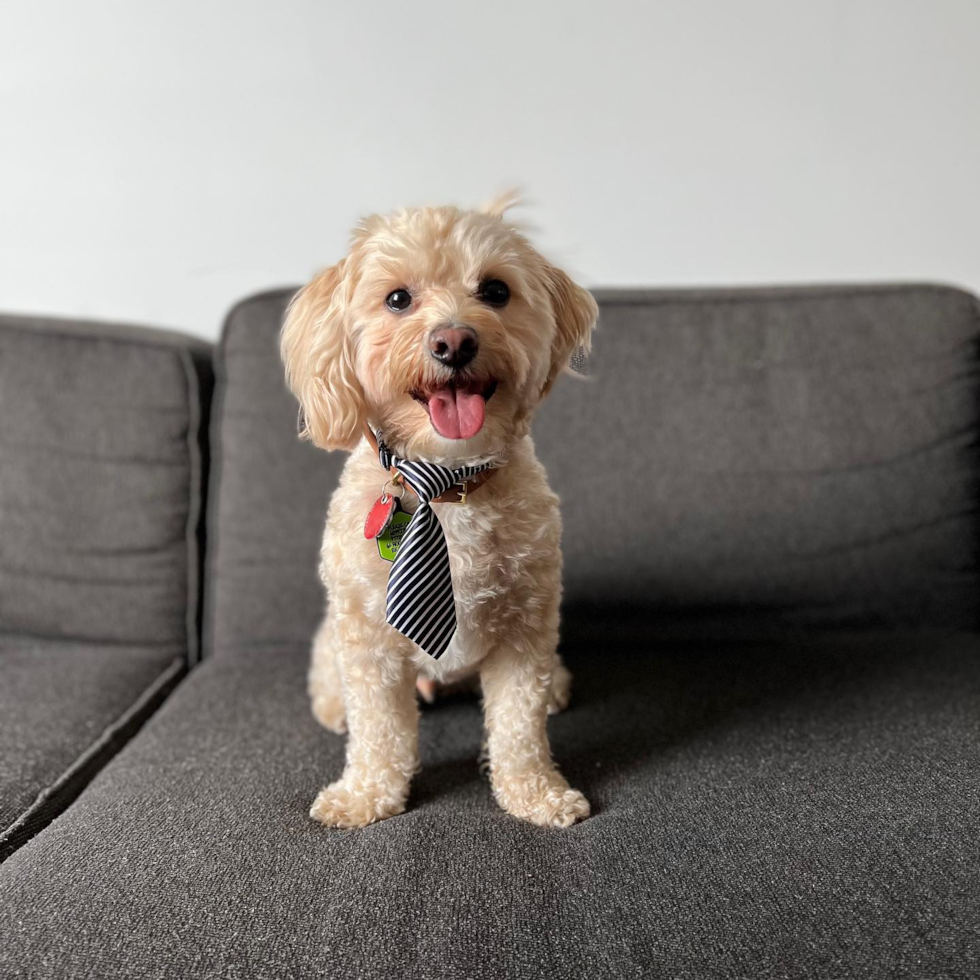 Brooklyn Maltipoo Pup